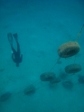    - APNEA -  , , , ,  