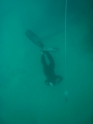 אימון צלילה חופשית - APNEA - עם שחר - 008