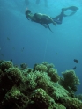 APNEA - ���� ����� ������ �� ���� ������