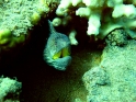 APNEA - ���� ����� ������ �� ���� ������
