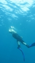 Free Diving in Utila-Honduras - 008