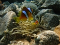 ���� ����� ������ - APNEA - �� ����