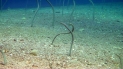 eel garden eilat (9)